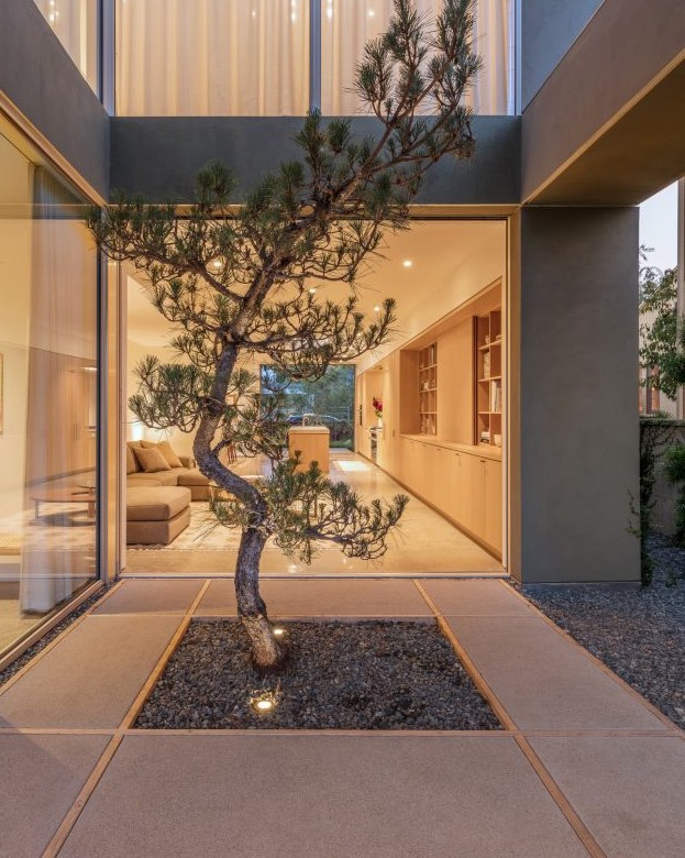 Courtyard with a Japanese pine framed by plastered walls and glass